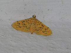 Conogethes