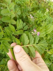 Erodium moschatum