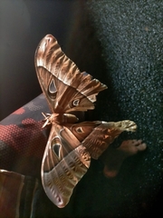 Coscinocera hercules