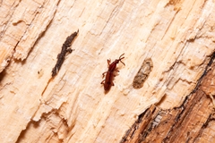 Trachelizus bisulcatus