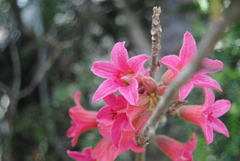 Brachychiton bidwillii