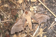 Marumba quercus