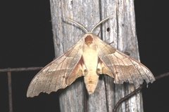 Marumba quercus