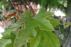 Brachychiton bidwillii