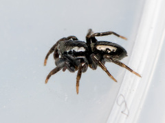 Chalcoscirtus infimus