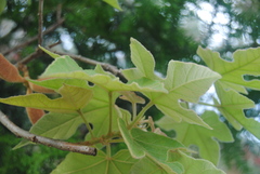 Brachychiton bidwillii