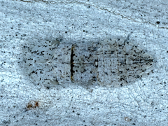 Ledromorpha planirostris