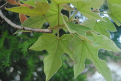 Brachychiton bidwillii