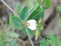 Blepharis maderaspatensis