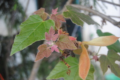 Brachychiton bidwillii