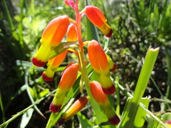 Lachenalia quadricolor