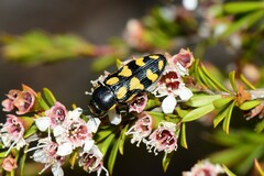 Castiarina octospilota