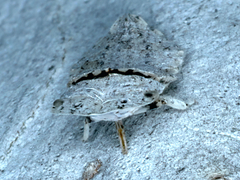 Ledromorpha planirostris