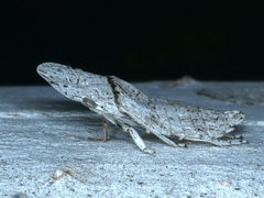 Ledromorpha planirostris