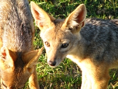 Lupulella mesomelas schmidti