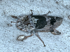 Stenocotis