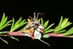 Oxyopes amoenus