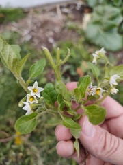 Solanum physalifolium nitidibaccatum