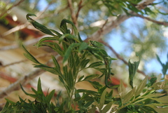 Grevillea robusta