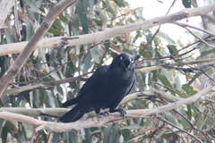 Corvus tasmanicus