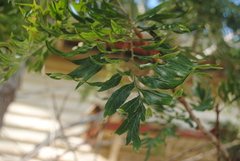 Grevillea robusta
