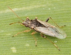 Nysius