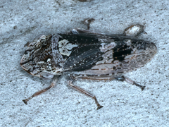 Stenocotis