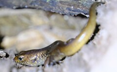 Silvascincus murrayi