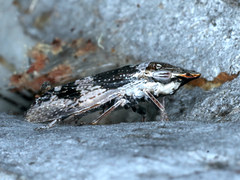 Stenocotis