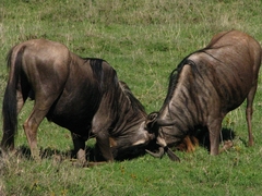 Connochaetes taurinus