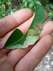 Eumetriochroa panacivermiforma