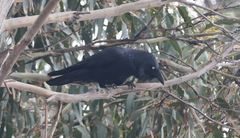 Corvus tasmanicus