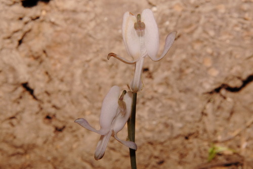 Image of Dicentra pauciflora by (c) Brian Finzel, some rights reserved (CC BY-SA)