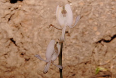 Dicentra pauciflora