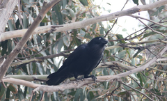 Corvus tasmanicus
