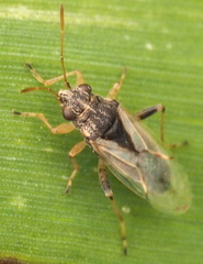 Nysius