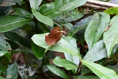 Abisara bifasciata