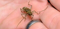 Phacodes