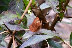 Abisara bifasciata