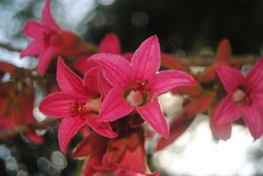 Brachychiton bidwillii