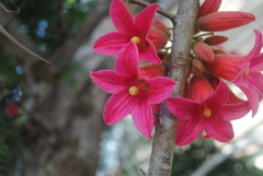 Brachychiton bidwillii
