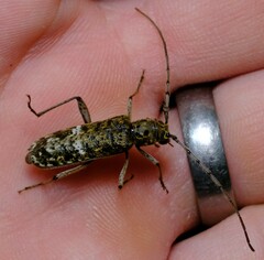 Phacodes