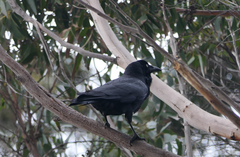 Corvus tasmanicus