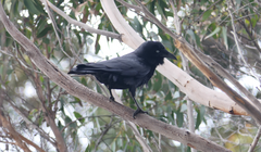 Corvus tasmanicus
