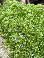 Syntrichia latifolia