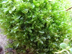 Syntrichia latifolia