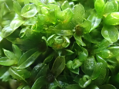 Syntrichia latifolia