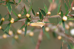 Ptyoptila matutinella