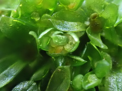 Syntrichia latifolia