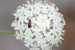 Dicranolaius cinctus